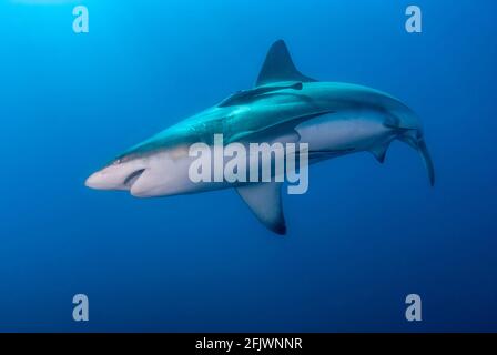 Oceanico punta nera squalo nuotare nel blu Foto Stock