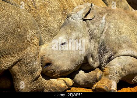 Stella un giovane Rhino Bianco (Ceratotherium simum simum) che posa accanto a sua madre Ruby al Cotswold Wildlife Park and Gardens, Burford, Oxfordshire Foto Stock