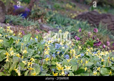 Erythronium 'Pagoda', il dente del cane viola 'Pagoda', Erythronium tuolumnense 'Pagoda', fioritura in giardino naturale Foto Stock