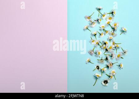 Creativo strato minimo con fiori margheriti su rosa pastello e blu. Vista con spazio di copia. Concetto di amore per la natura. Festa della mamma o idea di San Valentino. Foto Stock