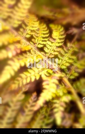 Primo piano di Fern frontz con motivi e texture, natura morta Foto Stock