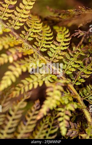 Primo piano di Fern frontz con motivi e texture, natura morta Foto Stock