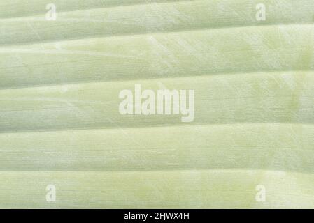 Sfondo e consistenza di una foglia verde di banana fresca Foto Stock