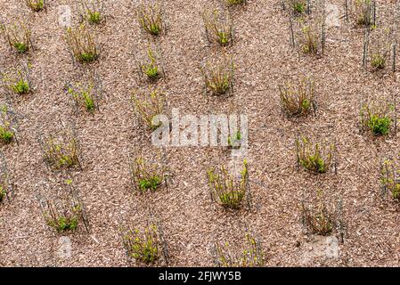 Il giardino visto dall'alto. Piante verdi fissate con una rete speciale e trucioli di legno sparsi sul terreno. Foto Stock