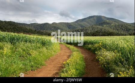 Campo verde di prateria in primavera contro il cielo blu nuvoloso. Strada rurale vuota Foto Stock