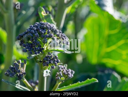 Sfondo di giardinaggio caratterizzato da broccoli germoglianti viola con profondità poco profonda di campo sfondo verde brillante a destra per una copia spazio Foto Stock