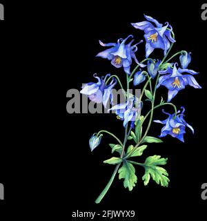Il ramo fiorente Aquilegia blu (nomi comuni: Il cofano di granny o colonbine). Acquerello dipinto a mano illustrazione su sfondo nero. Foto Stock
