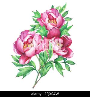 Il bouquet fiorente peonie rosa, isolato su sfondo bianco. Illustrazione della pittura disegnata a mano con acquerello. Foto Stock