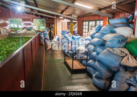 KANDY, SRI LANKA - 18 LUGLIO 2016: Interno della fabbrica di tè Geragama vicino a Kandy, Sri Lanka. Foto Stock