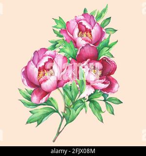 Il bouquet fiorente peonie rosa, isolato su sfondo arancione. Illustrazione della pittura disegnata a mano con acquerello. Foto Stock