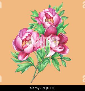 Il bouquet fiorente peonie rosa, isolato su sfondo arancione. Illustrazione della pittura disegnata a mano con acquerello. Foto Stock
