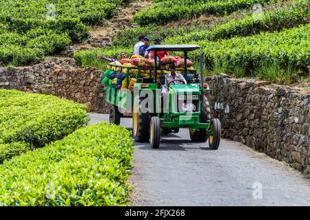 DAMBATENNE, SRI LANKA - 15 LUGLIO 2016: I lavoratori di una piantagione di tè cavalcano un trattore vicino al villaggio di Dambatenne. Foto Stock