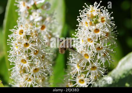 Un'ape-mosca dai bordi scuri (Bombylius Major) che si nutre dei fiori bianchi di un alloro di ciliegio (Prunus laurocerasus) Foto Stock