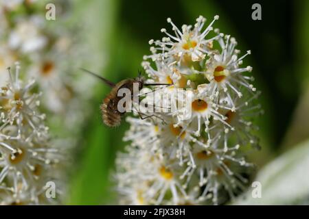 Un'ape-mosca dai bordi scuri (Bombylius Major) che si nutre dei fiori bianchi di un alloro di ciliegio (Prunus laurocerasus) Foto Stock