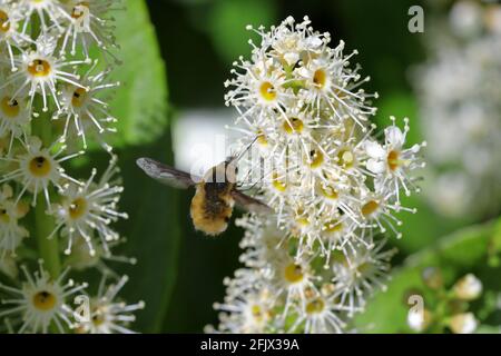 Un'ape-mosca dai bordi scuri (Bombylius Major) che si nutre dei fiori bianchi di un alloro di ciliegio (Prunus laurocerasus) Foto Stock