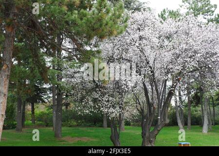 Alberi in fiore Springtime ad Ankara Foto Stock