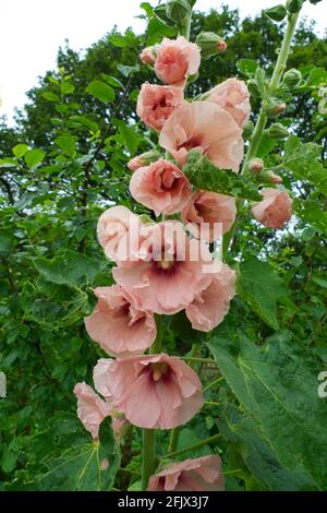 Albicocca rosa hollyhock vista verticale fioritura crescente nel mese di luglio giardino basso angolo in Carmarthensshire Galles UK KATHY DEWITT Foto Stock