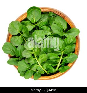 Foglie di crescione in una ciotola di legno. Yellowcress fresco, Nasturzio officinale. Ortaggi a foglia dal sapore piccante. Ortaggi acquatici o erbe. Primo piano. Foto Stock