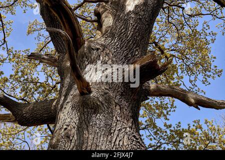 Il tronco di una vecchia quercia. Vista dal basso Foto Stock