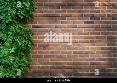 Virginia superriduttore (Parthenocissus) su muro di mattoni rossi Foto Stock