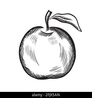 L'oggetto Apple è in tratteggio. Illustrazione vettoriale Illustrazione Vettoriale