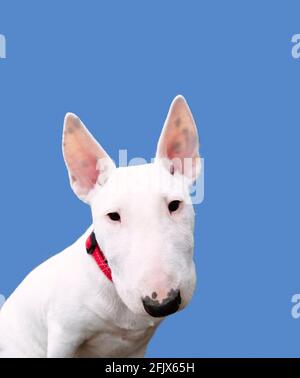 Bull Terrier su sfondo blu Foto Stock