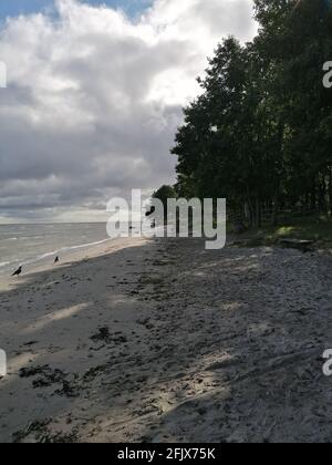 Immagine verticale di una spiaggia con corvi che camminano sul sabbia e alberi a lato sotto nuvole luminose Foto Stock