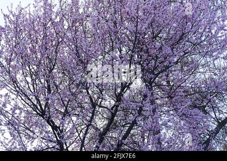 Fiori di ciliegia in fiore sull'albero in primavera Foto Stock