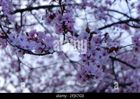 Fiori di ciliegia in fiore sull'albero in primavera Foto Stock