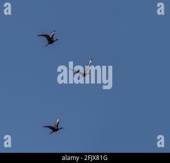 Sagome di Glossy Ibis in volo aka Plegadis falcinellus Foto Stock