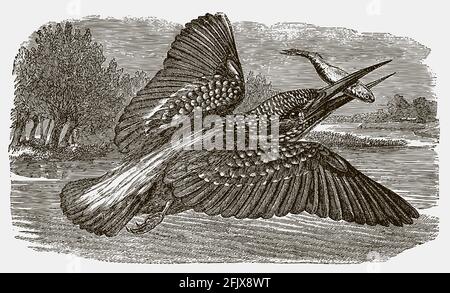 Comune kingfisher alcedo atthis in volo con un pesce catturato nel suo becco. Illustrazione dopo un'incisione antica Illustrazione Vettoriale
