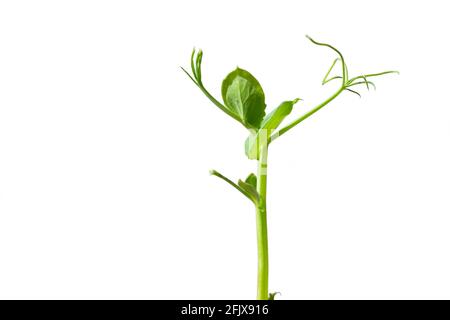 Germogli di piselli verdi giovani isolati su sfondo bianco. Germogli di piselli organici, microgrede Foto Stock