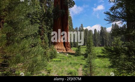 Un gigantesco albero di sequoie lungo il Big Trees Trail Little Deer Creek nel Sequoia National Park Foto Stock