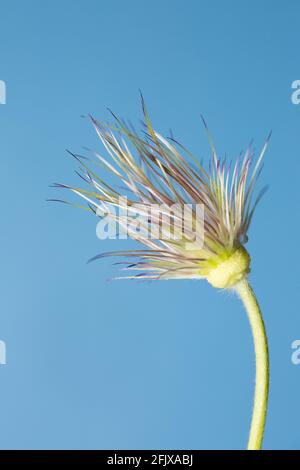 Un Pulsatilla volgaris morente 'Rubraa' Pasque Flower. Foto Stock