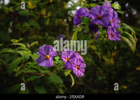 Bush di patate blu, fiori viola al sole del mattino. Foto Stock