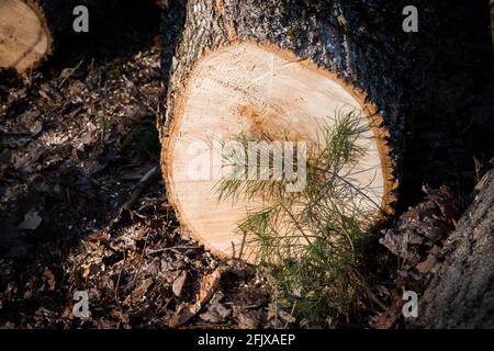 Pineta bianca alla fine di un pezzo di frassino bianco orientale che viene tagliato per legna da fuoco in Vermont, New England, USA. Foto Stock