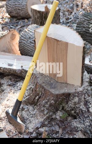 L'albero bianco orientale della cenere è tagliato su per legno di fuoco in Vermont, New England, Stati Uniti. Foto Stock