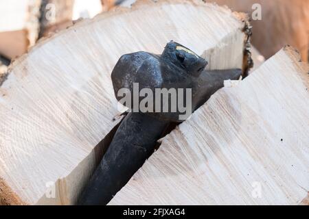 L'albero bianco orientale della cenere che è tagliato in su e spaccato per legno di fuoco in Vermont, New England, Stati Uniti. Foto Stock