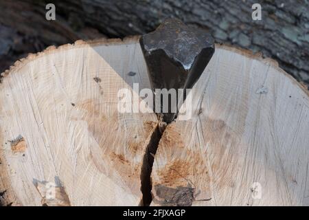 Usando il cuneo e il centro commerciale di divisione per dividere l'albero bianco orientale della cenere per il legno di fuoco in Vermont, New England, Stati Uniti. Foto Stock