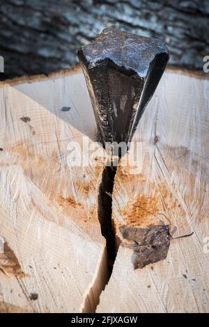 Utilizzo del cuneo per dividere la cenere bianca orientale per il legno da fuoco in Vermont, New England, USA. Foto Stock