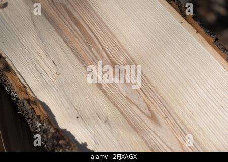 Il grano diritto di frassino bianco orientale albero che è tagliato su per fuoco legno in Vermont, New England, Stati Uniti. Foto Stock