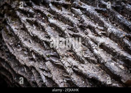 Corteccia di un albero bianco orientale di cenere che è tagliato in su per legno di fuoco in Vermont, New England, Stati Uniti. Foto Stock