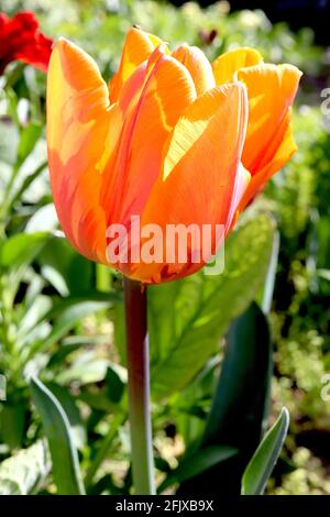 Tulipa ‘Principessa Irene’ ‘Prinses Irene’ Triumph tulip 3 Principessa Irene tulip - fiori arancioni, fiamme rosse porpora, aprile, Inghilterra, Regno Unito Foto Stock