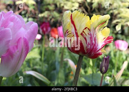 Tulipa gesneriana var dracontia ‘Parrot Flaming’ Parrot 10 Parrottulip Flaming - petali bianchi ritorti, fiamme rosse color cremisi, margini gialli, verde Foto Stock