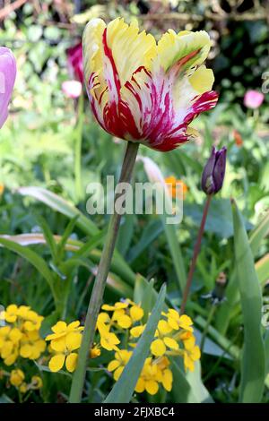 Tulipa gesneriana var dracontia ‘Parrot Flaming’ Parrot 10 Parrottulip Flaming - petali bianchi ritorti, fiamme rosse color cremisi, margini gialli, verde Foto Stock