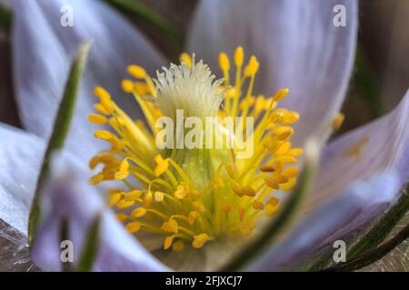 Walking Iron County Park Sand Prairie 24 aprile 2021 Foto Stock