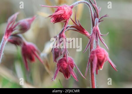 AKA: avens a tre fiori, o whisker di vecchio uomo che cammina Iron County Park 24 aprile 2021 Foto Stock