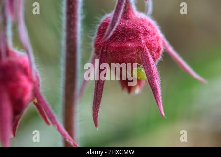 AKA: avens a tre fiori, o whisker di vecchio uomo che cammina Iron County Park 24 aprile 2021 Foto Stock