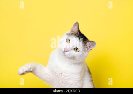 Divertente gatto che gioca e gatto cattura qualcosa con la sua zampa Foto Stock