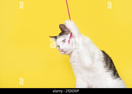 Divertente gatto che gioca con corda rosa sottile isolato sul giallo sfondo Foto Stock